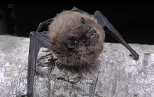 Bat on wall