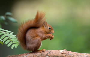 Red squirrel
