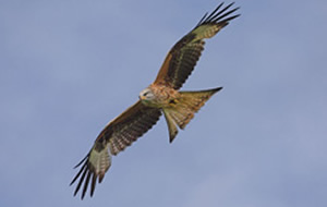 Bird of prey gliding