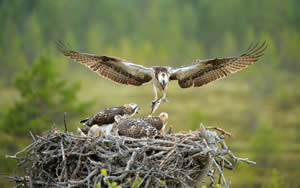 Osprey Nest