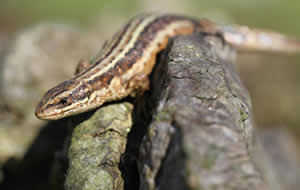 Lizard on fallen branches