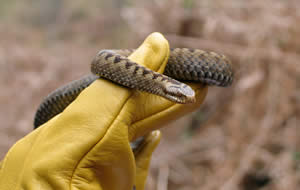 Adder in hand