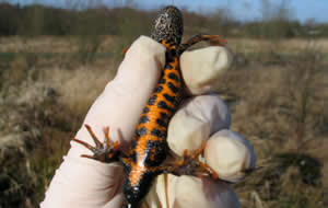 Lizard in hand