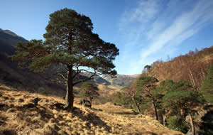 Highland Woodland