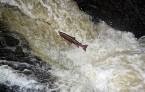 Salmon jumping upstream