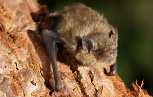 Signpost image for development licences, bat