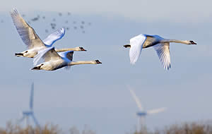 Geese flying in formation