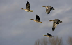 Bean Geese