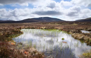 Bog land