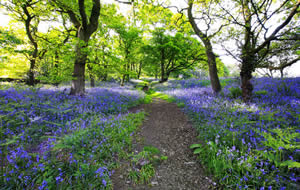 Bluebell woods
