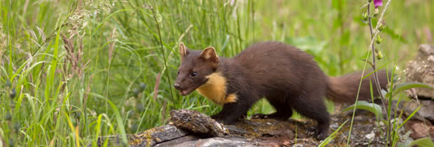 Pine Marten