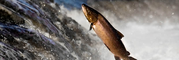 Salmon jumping up river