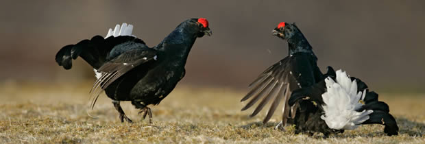 Black Grouse