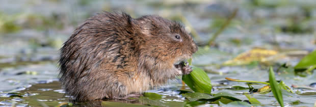 Water Vole