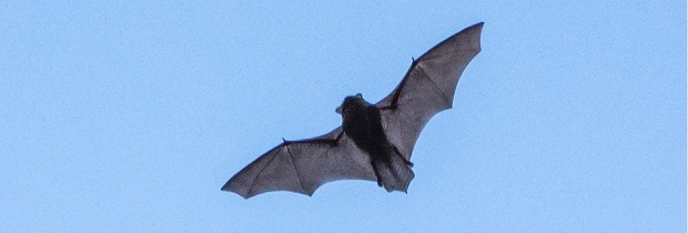 Bat in flight