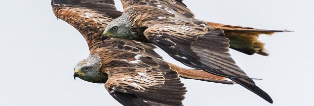 Two Red Kites