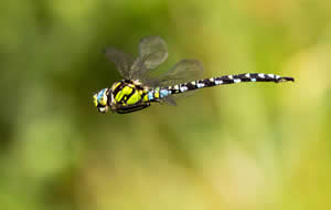 Close up of Dragonfly