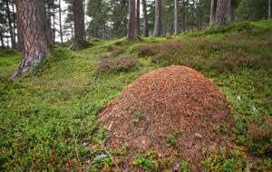 Wood ant habitat