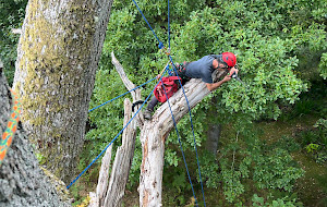 Tree Survey